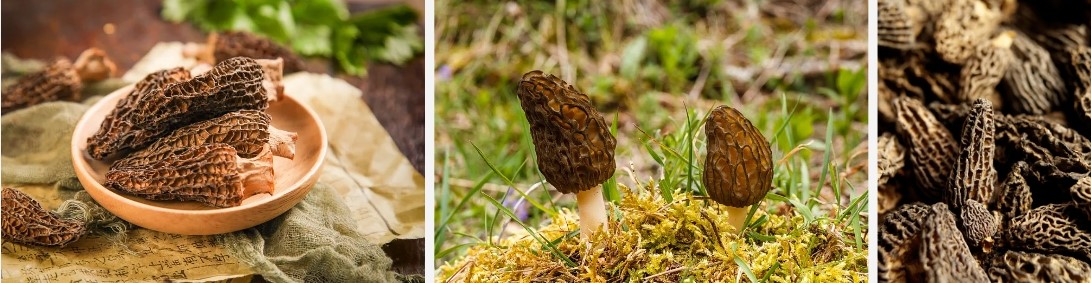 Morchella Extract..jpg